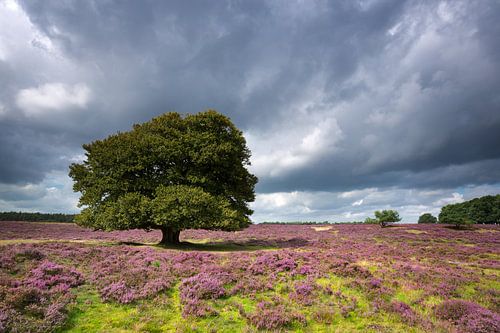 Einzelner Baum in der blühenden Heide.