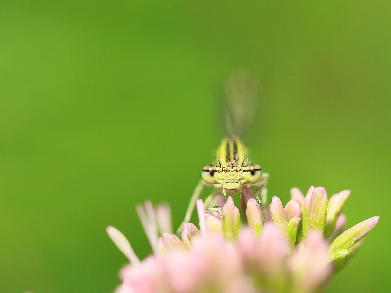 Big eyes are watching you by Esther Ehren