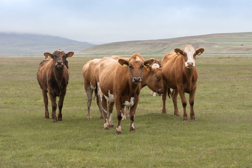 Icelandic cows by PeetMagneet