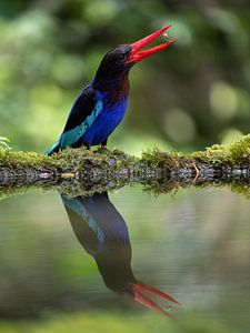Ein Javaeisvogel mit Futter an einem Teich