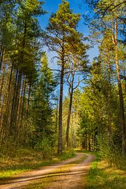 Dirt road in pine tree woodland with sunny blue sky by Alex Winter