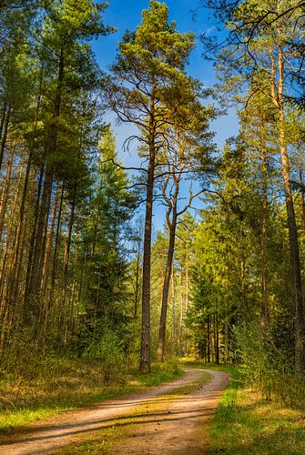 Zandweg in dennenbos met zonnige blauwe hemel