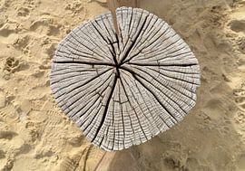 Kop van een paalhoofd van Sky Pictures Fotografie