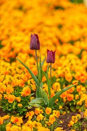 Tulips in sea of flowers by Leo Schindzielorz