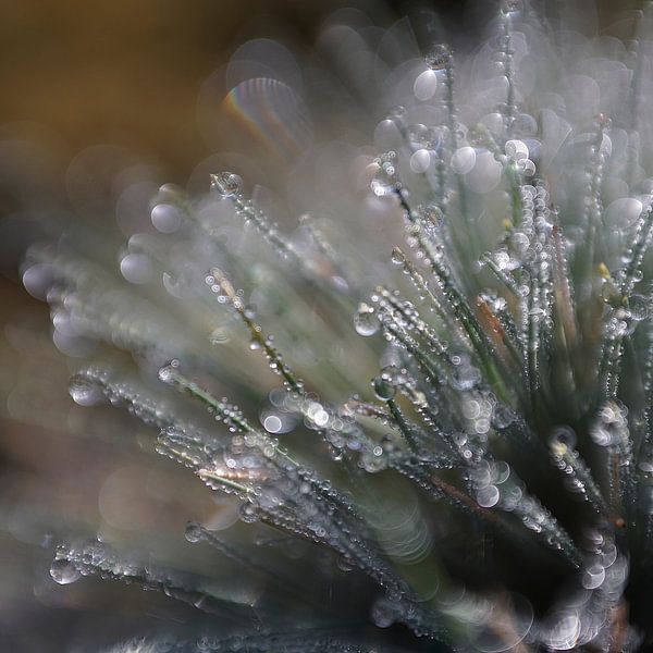 Diamonds in the grass by Herman Peters