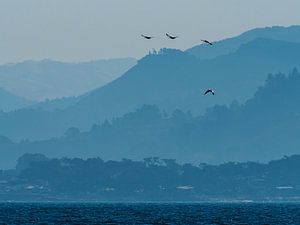 Pélicans en Californie