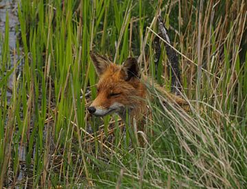 Renard dans les roseaux sur Marjon Woudboer