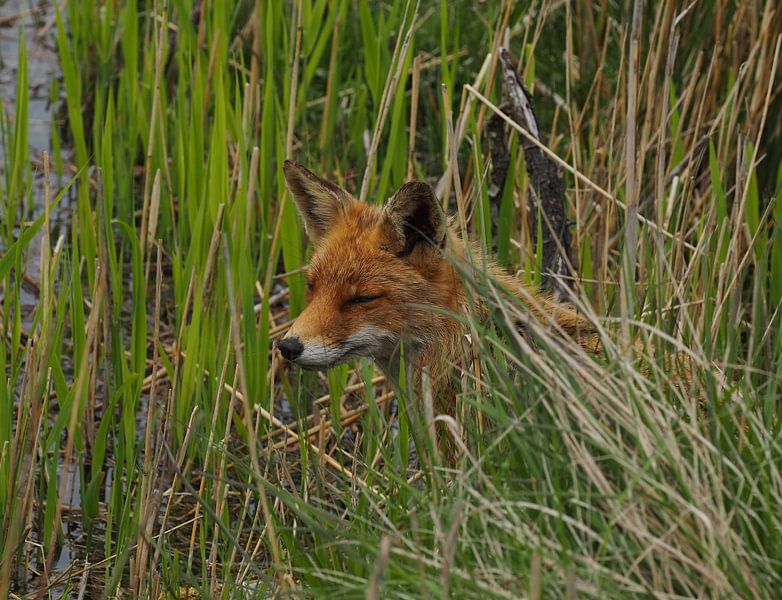 Fox among the reeds by Marjon Woudboer