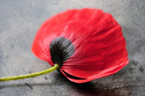 Coquelicot solo