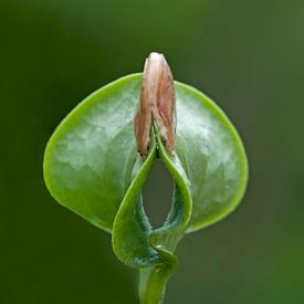 Pumpkin seed by Anjo Kan