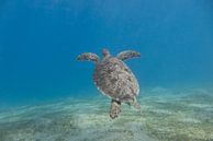 Schwimmende Meeresschildkröte, Ägypten von Daniëlle van der meule Miniaturansicht