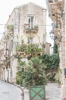 Green plants in a street in Sicily in Italy