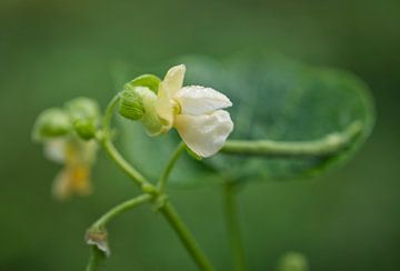 Witte groene bonen bloemen met boon van Iris Holzer Richardson