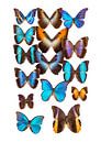 Collection de papillons par Marielle Leenders Aperçu