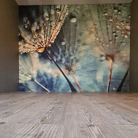 Kundenfoto: Pusteblume von Julia Delgado, auf fototapete