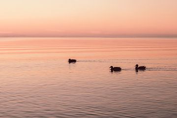 Vroege Vogels op het IJsselmeer van Henrike Schenk