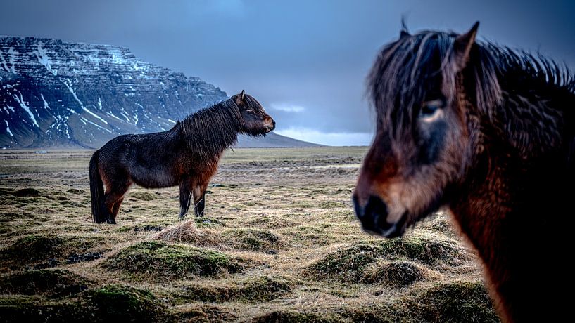 Icelandic horses by Maarten van der Voorde