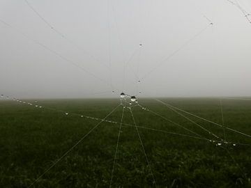 Spinnenweb met dauwdruppels van Joke te Grotenhuis