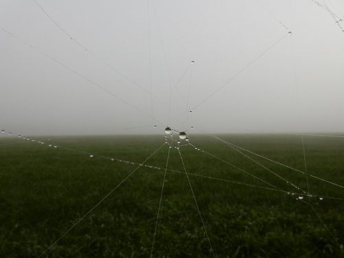 Spinnenweb met dauwdruppels