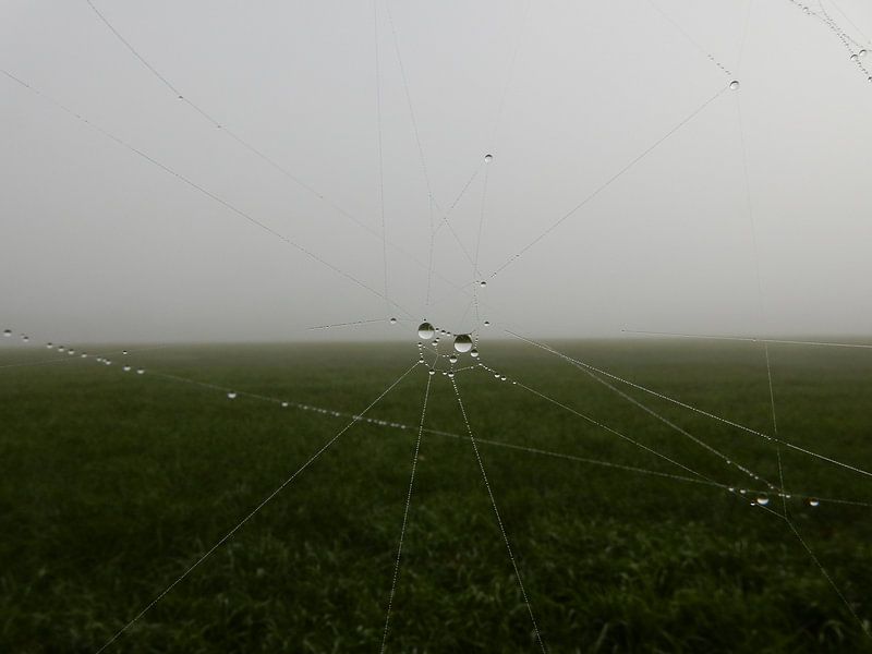 Landschaft mit Spinnennetz mit Tautropfen von Joke te Grotenhuis