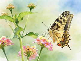 Exotic butterflies – hoverflies by PhotoArt Claudia Kleemann