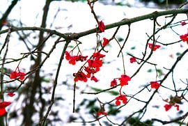 Idea in Japanese style by Simon van der Plas