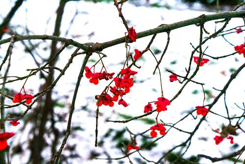 Idea in Japanese style