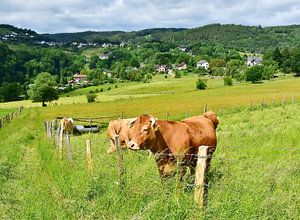 Landleben - Glückliche Rinder VI