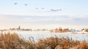 Zalk en hiver