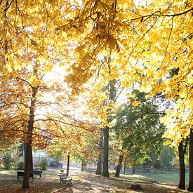 Kurpark von Bad Neustadt im Herbst im Gegenlicht von Martin Flechsig