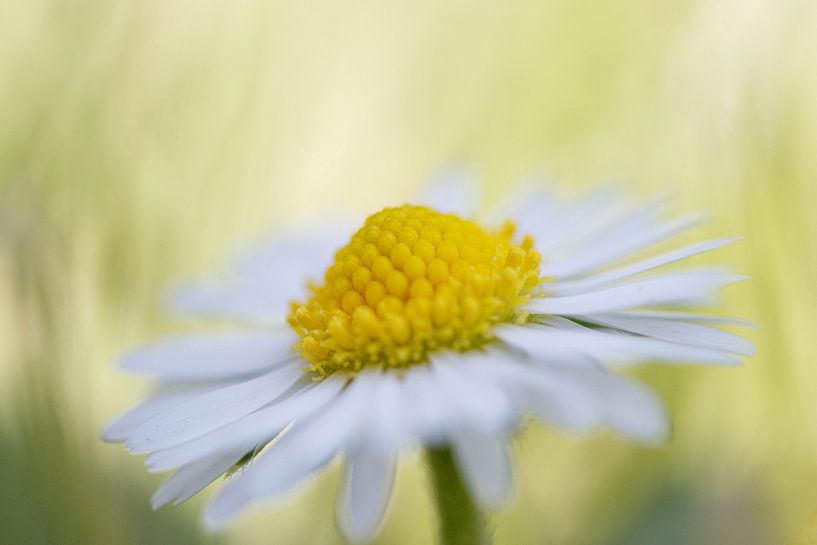 Gänseblümchen von Laura Vollering