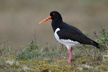 Scholekster (Haematopus ostralegus), karaktervogel aan de Noordzee en op wetlands in het binnenland,