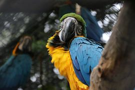 The gaze of the Macaw by Denise van Eck