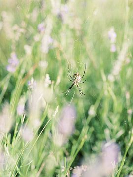 Spinnenweb tussen de lavendel van Youri Claessens