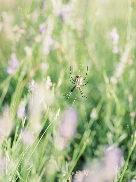 Spinnennetz zwischen dem Lavendel von Youri Claessens