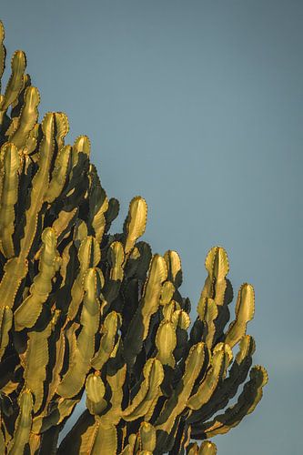 Cactus Gold Rimed in Late Sun against Blue Sky (Cactus doré bordé de soleil tardif sur fond de ciel bleu)