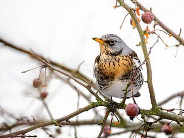 Fieldfare on a crab apple tree