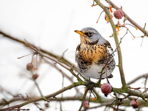 Jeneverbeslijster op een sierappelboom
