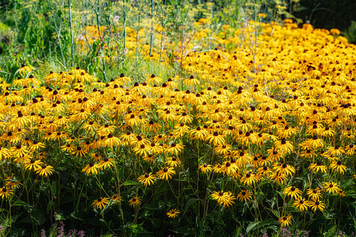 Une splendeur florale, une mer d'or