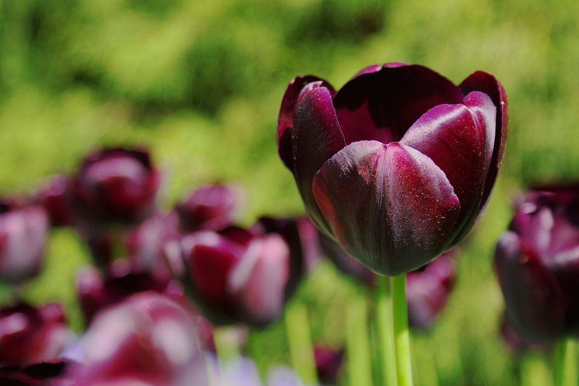 Holländische schwarze Tulpe auf dem Keukenhof in LIsse von Rob van Keulen