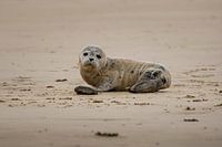 Seal a été surpris de me voir