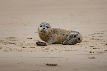 Zeehond was verrast om mij te zien van Rob Rollenberg