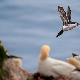 Trottellumme springt von einer Klippe auf Helgoland von 7.2 Photography