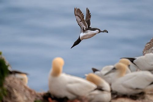 Zeekoet springt van een klif in Helgoland