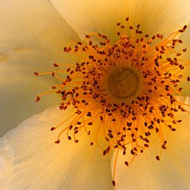 closeup van een gele roos van W J Kok