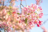 Pink blossom in the Betuwe | Holland | Pastel colors
