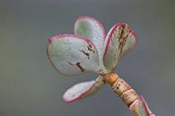 Vetplant groen met roze van Simone Meijer thumbnail