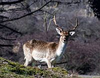 Deer in Dutch dune area