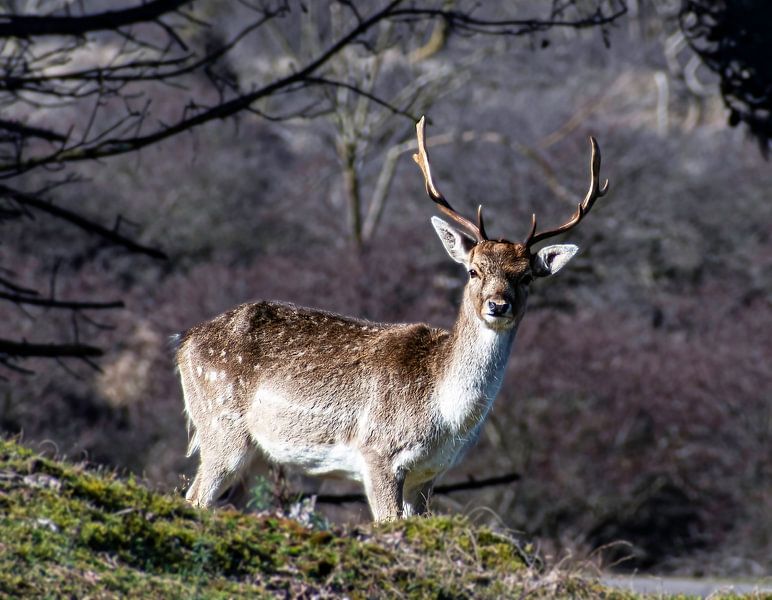 Deer in Dutch dune area by Marjolein van Middelkoop