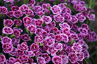 Bloemen van Ineke Klaassen thumbnail